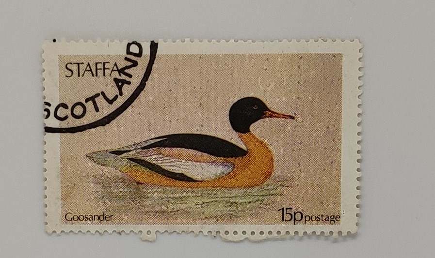 STAFFA GOOSANDER