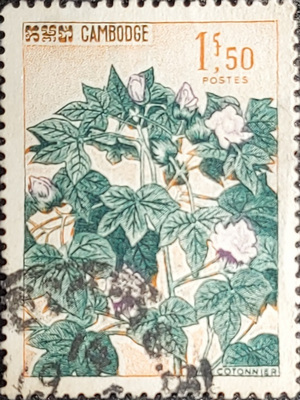 CAMBODIA COTONNIER