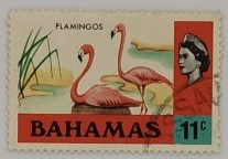 BAHAMAS FLAMINGOS