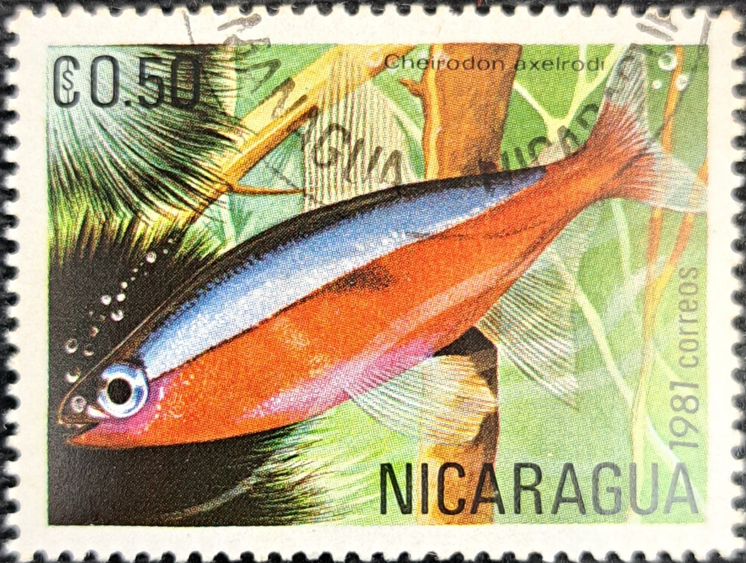 NICARAGUA CHEIRODON AXEIRODI