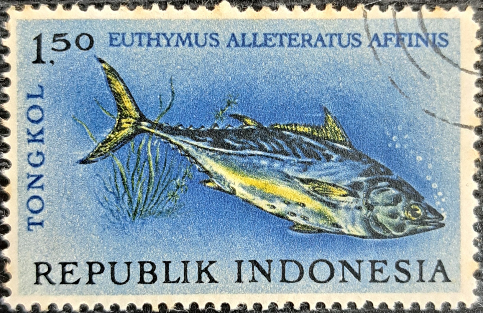 EUTHYMUS ALLETERATUS AFFINIS