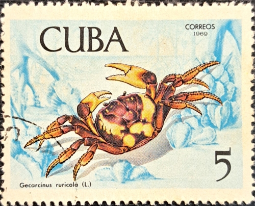 Gecarcinus ruricola