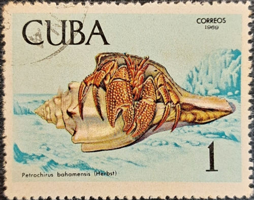 Petrochirus bahamensis Herbst