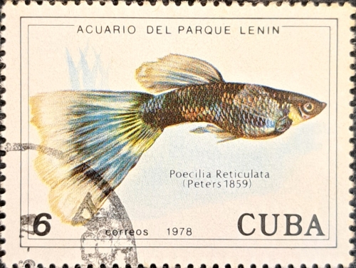 Poecilia Reticulata