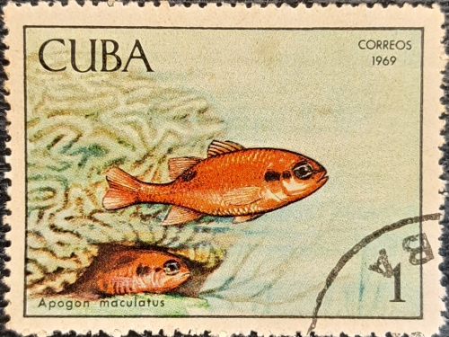Apogon maculatus