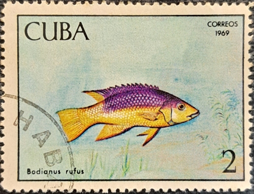 Bodianus rufus