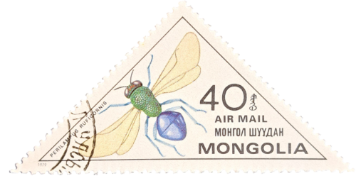 PERILAMPUS RUFICORNIS