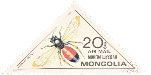 ANDRENA SCITA
