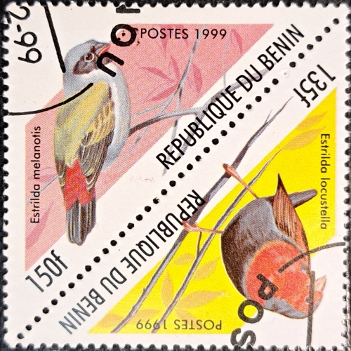 REPUBLIQUE DU BENIN Estrilda melanotis and Estrilda locustella
