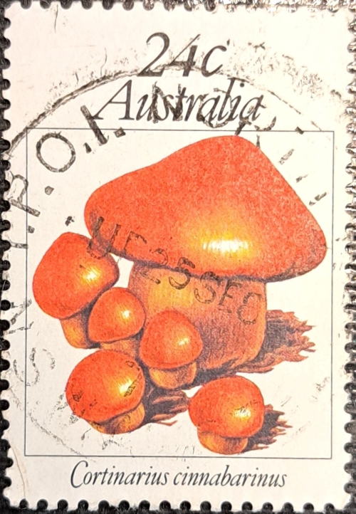 Cortinarius cinnabarinus