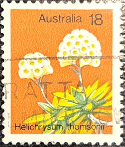 Helichrysum thomsonii