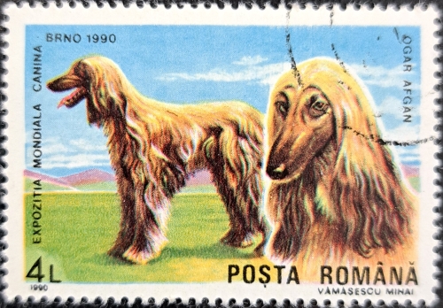 EXPOZITIA MONDIALA CANINA 1990 Afgan Hound ,Dog Exhibition
