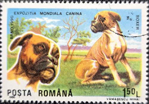 BOXER DOG EXHIBITION