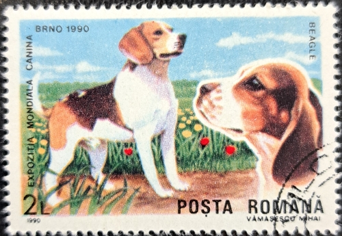 EXPOZITIA MONDIALA CANINA BEAGLE DOG EXHIBITION