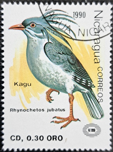 Rhynochetos jubatus