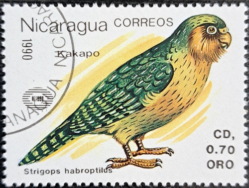 Strigops habroptilus