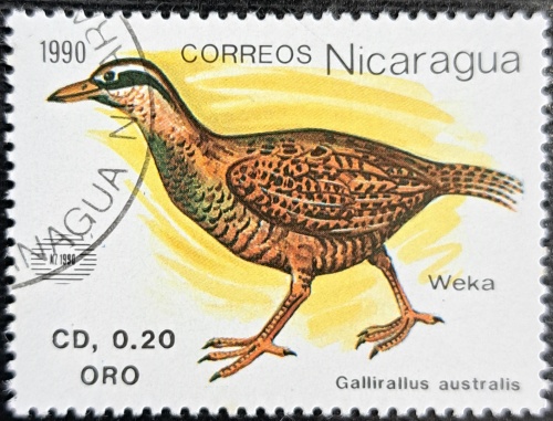 Gallirallus australis