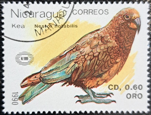 Kea Nestor notabilis