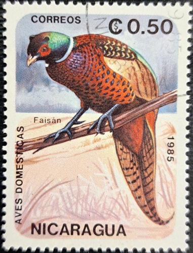 Faisan