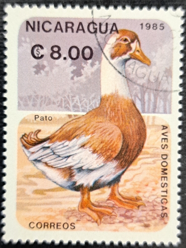 Pato