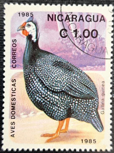 Gallina guinea