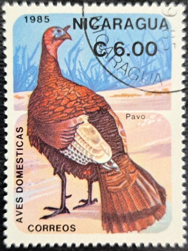 Pavo