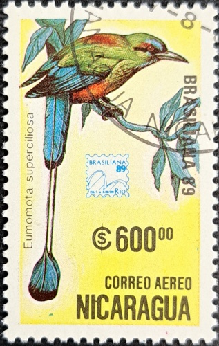 Eumomota superciliosa