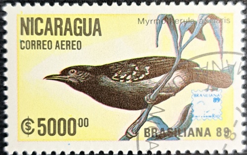 Myrmotterule axillaris
