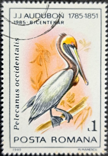 Pelecanus occidentalis