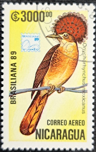 Onychorhynchus mexicanus