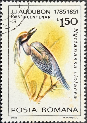 Nyctanassa violacea
