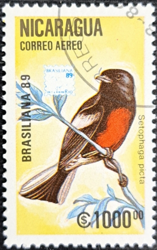 SETOPHAGA PICTA