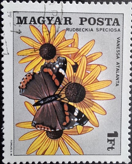RUDBECKIA SPECIOSA VANESSA ATALANTA